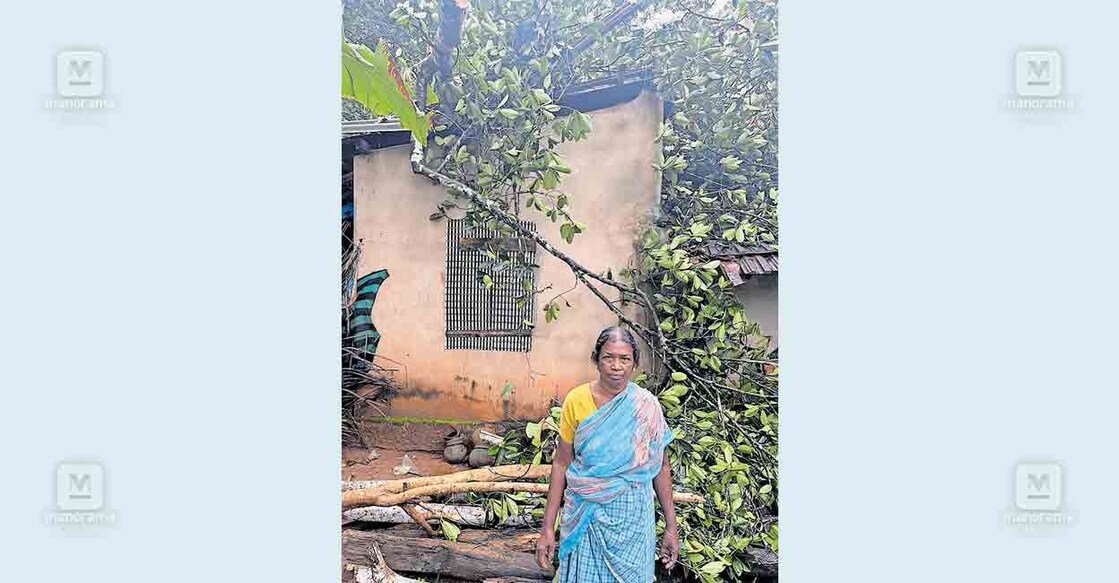tree-falling- ശൂരനാട് വടക്ക് തെക്കേമുറിയിൽ കാറ്റിൽ മരം വീണു വീട് ഭാഗികമായി തകർന്ന നിലയിൽ