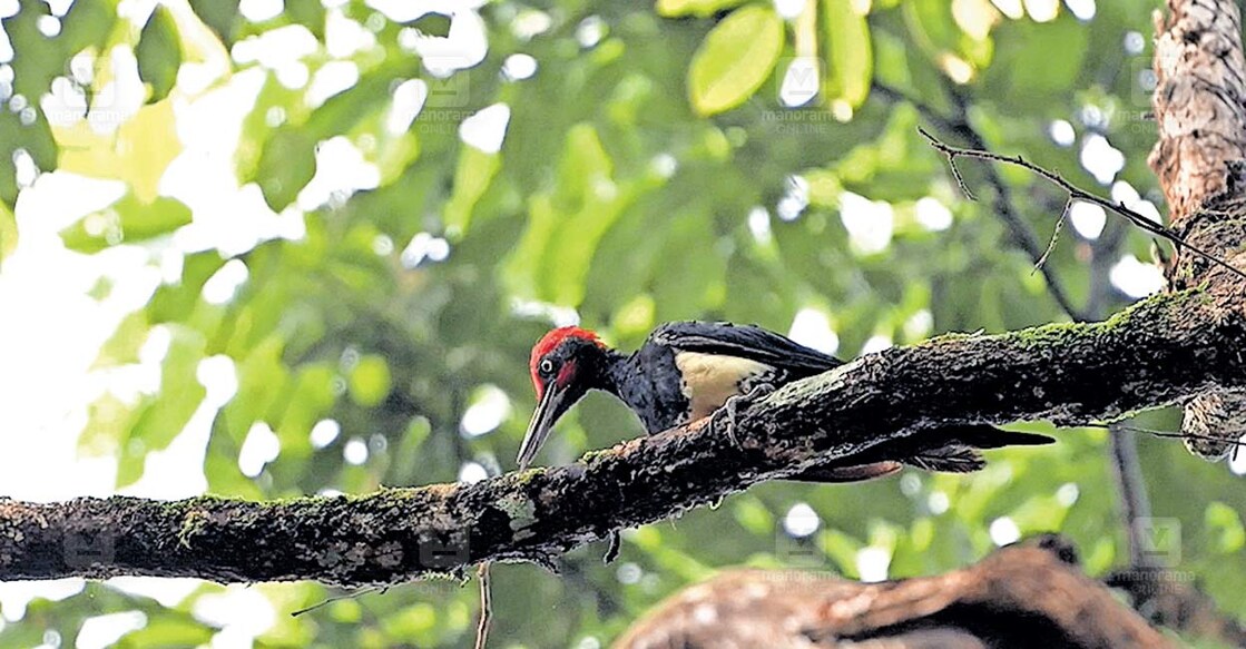 കാക്കമരംകൊത്തി  