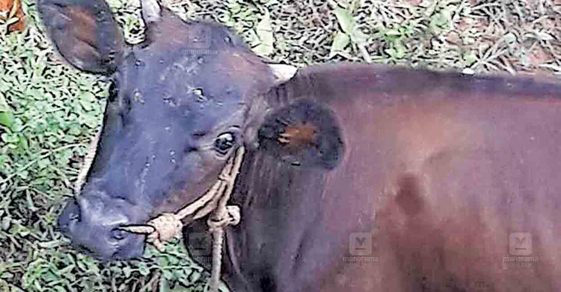 kollam-cow
വീട്ടുകാർ വിണ്ടെടുക്കാൻ ശ്രമിക്കുന്ന പശുവിന്റെ ഒന്നര വർഷം മുൻപുള്ള ചിത്രം.