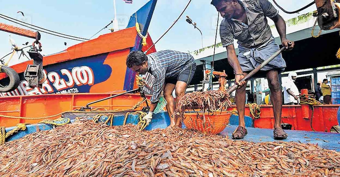 ട്രോളിങ് നിരോധനം കഴിഞ്ഞു കടലിൽ പോയ മത്സ്യബന്ധന ബോട്ടുകൾക്ക് ആദ്യ ദിനത്തിൽ ലഭിച്ച കരിക്കാടി ചെമ്മീൻ. നീണ്ടകര ഹാർബറിൽ നിന്നുള്ള കാഴ്ച. ചിത്രം : അരവിന്ദ് ബാല∙മനോരമ   
