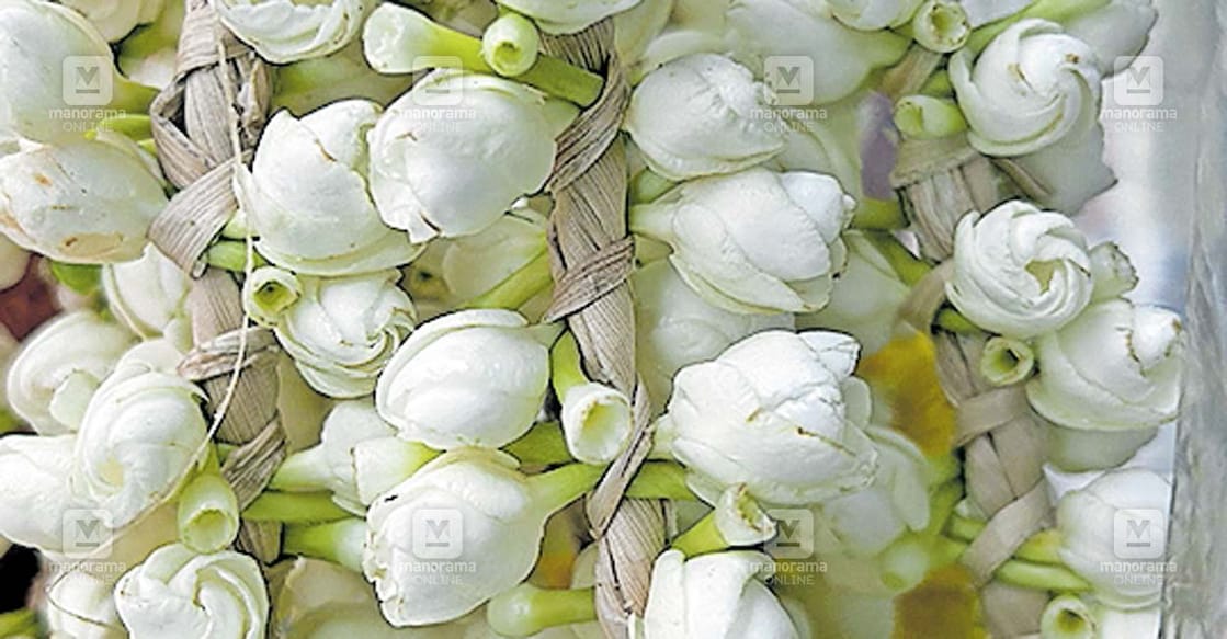kollam-jasmine-flower നമ്പ്യാർവട്ട പൂവ്