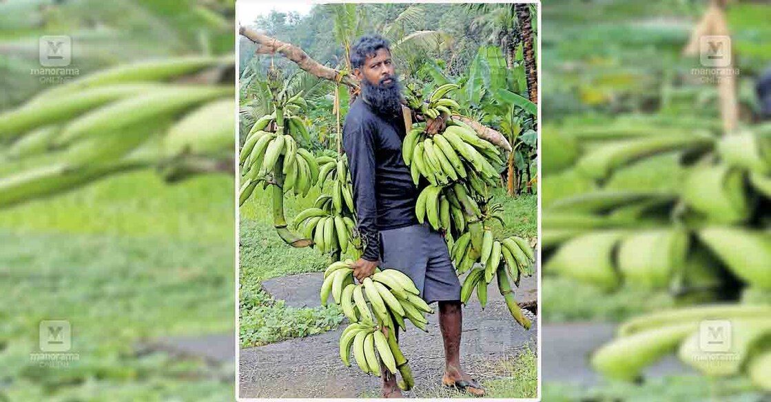 കൃഷിയിടത്തിൽ നിന്നു നേന്ത്രക്കുലകളുമായി യുവ കർഷകൻ എ.അനിൽകുമാർ  