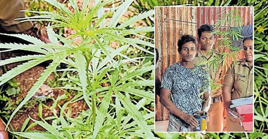 kollam-cannabis-plant-seized kollam-cannabis-plant-seized