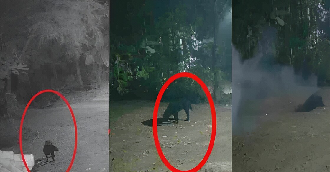 കടിച്ചെടുത്ത പന്നിപ്പടക്കവുമായി വീട്ടിലേക്ക് ഓടിവന്നു; തലതകര്‍ന്ന് നായയ്ക്ക് ദാരുണാന്ത്യം