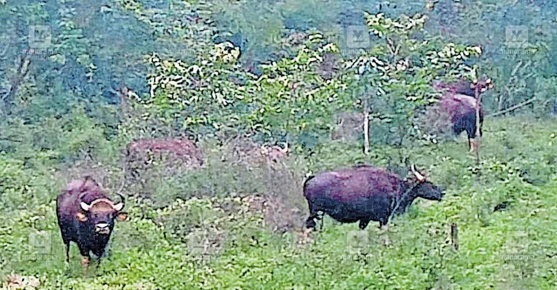 kollam-wild കുളത്തൂപ്പുഴ ചോഴിയക്കോട് മിൽപാലം വനാതിർത്തിയിലെ സ്വകാര്യ പുരയിടത്തിൽ തമ്പടിച്ച കാട്ടുപോത്തുകൾ.