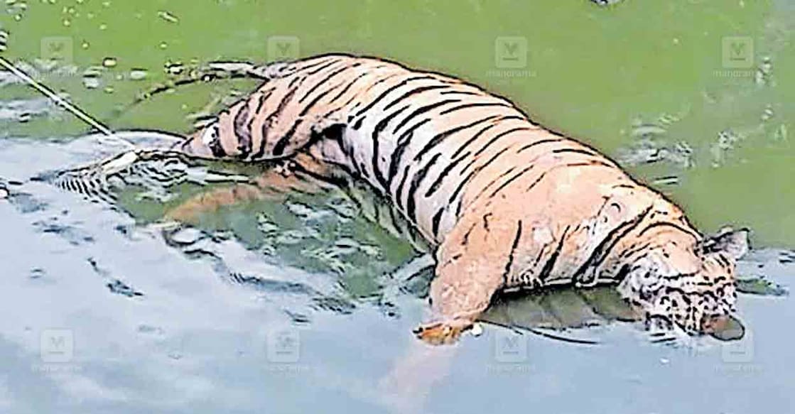 kulathupuzha-tiger കുളത്തൂപ്പുഴ നെടുവെണ്ണൂർക്കടവ് പൂമ്പാറയിൽ കല്ലടയാറ്റിൽ വന്നടിഞ്ഞ കടുവയുടെ ജഡം.
