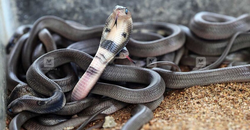 cobra-snake-pic-1 cobra-snake-pic-1