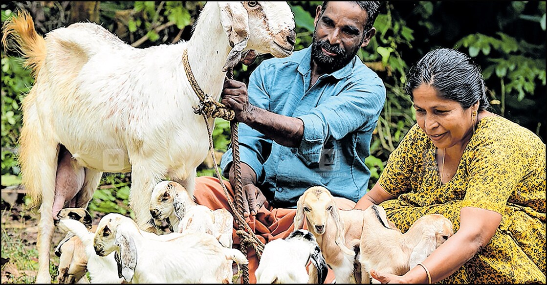 പനച്ചിക്കാട് കുഴിമറ്റം പ്ലാന്തോട്ടത്തിലെ ആട് ഫാമിലെ അമ്മിണിക്കുട്ടിയെന്ന ആടിന്റെ 7 കുട്ടികൾക്കൊപ്പം ഫാം ഉടമകളായ പി.ജി. സലിയും ഭാര്യ ബീനയും. ചിത്രം : മനോരമ പനച്ചിക്കാട് കുഴിമറ്റം പ്ലാന്തോട്ടത്തിലെ ആട് ഫാമിലെ അമ്മിണിക്കുട്ടിയെന്ന ആടിന്റെ 7 കുട്ടികൾക്കൊപ്പം ഫാം ഉടമകളായ പി.ജി. സലിയും ഭാര്യ ബീനയും. ചിത്രം : മനോരമ