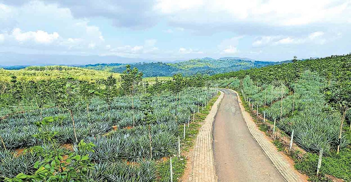 kottaya-cheruvally-estate-area