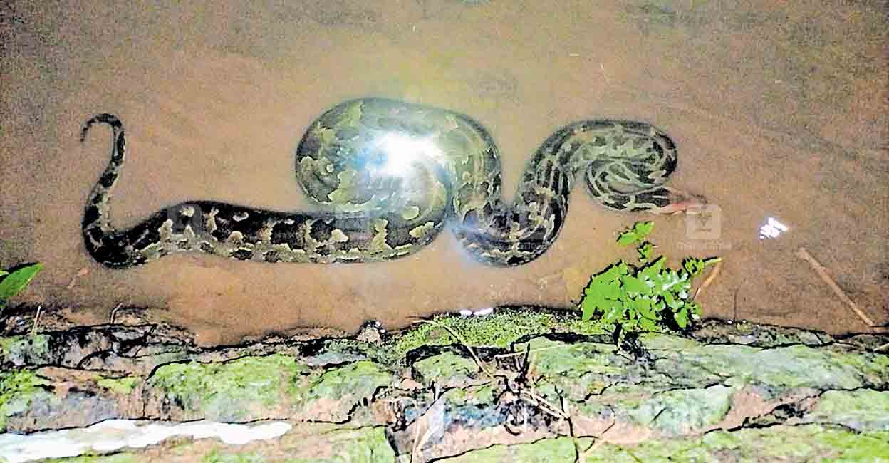 Koothan Insect പാമ്പു കയറിയെന്നോ; കുട്ട കൊണ്ട് മൂടിവയ്ക്കൂ...നാളെ വന്ന് എടുത്തോളാം...ആര്?