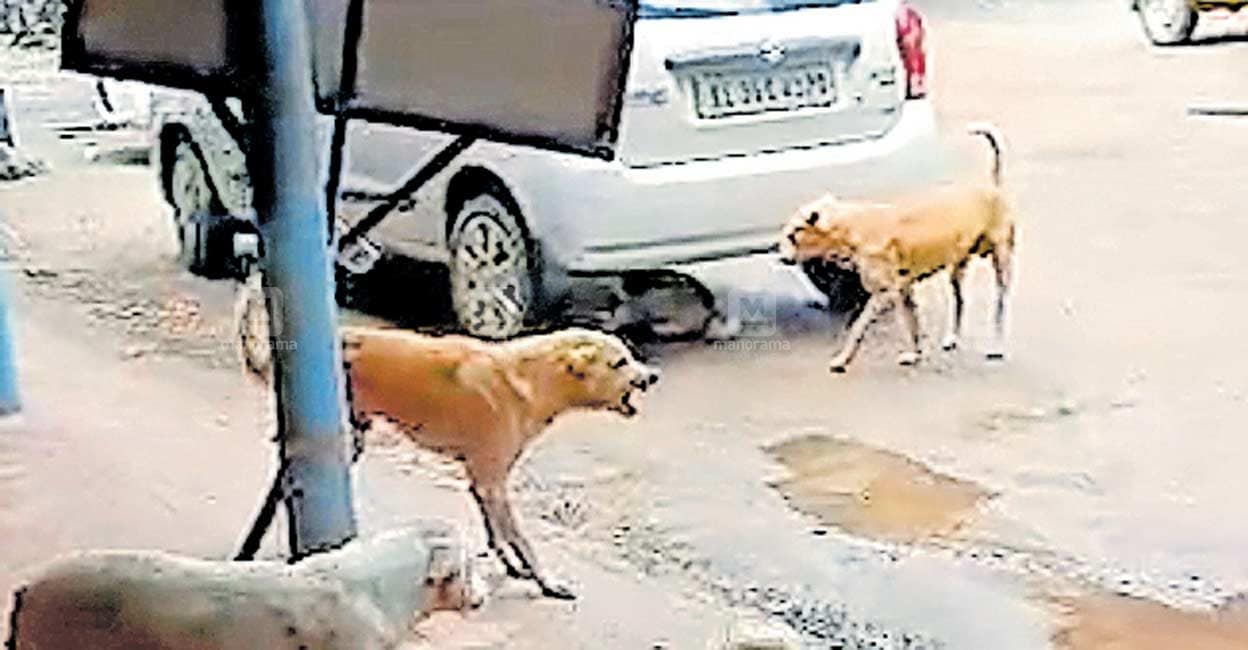 കടിയേറ്റ ജനം പറയുന്നു ഇതാ യഥാർഥ ഹോട്സ്പോട്ട് Stray Dog Rescue Kerala