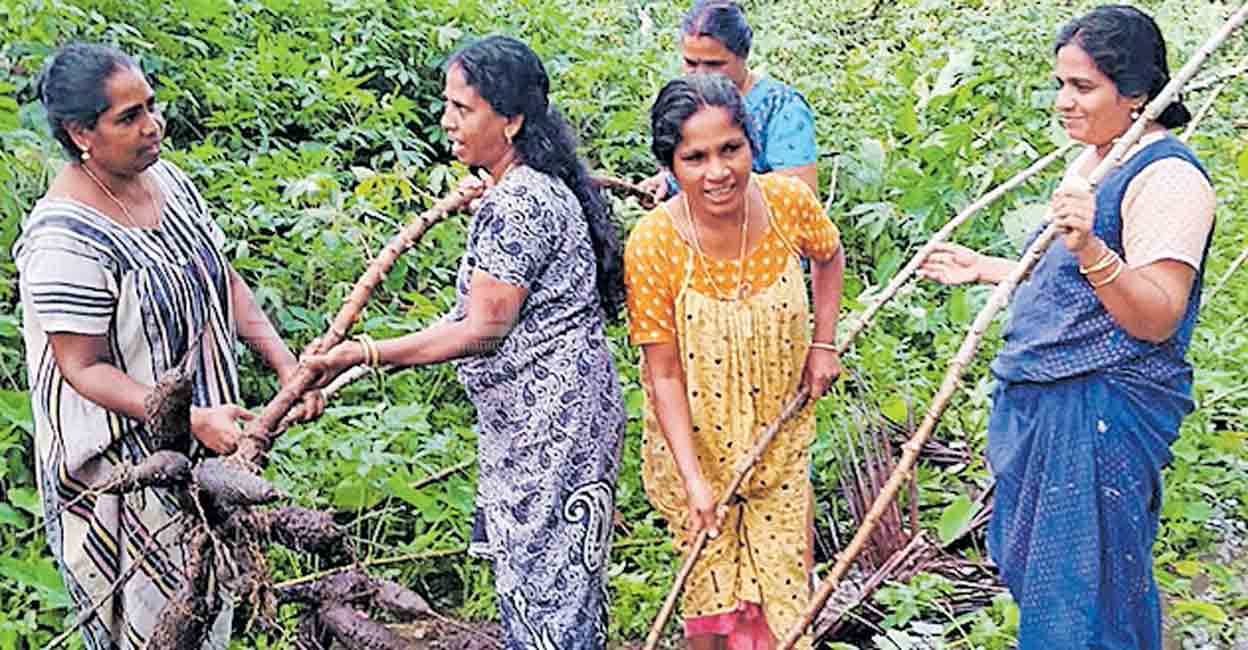 കഠിനാധ്വാനത്തിൽ വിളഞ്ഞ നൂറുമേനി മഴയെടുത്തു Kottayam rain update