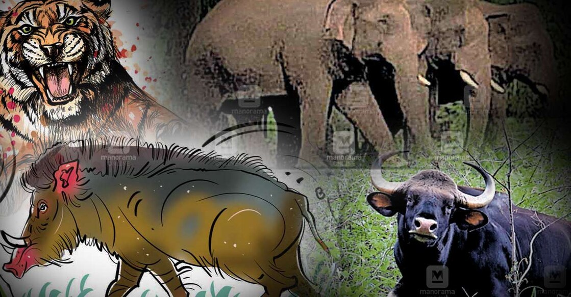 wild-animal-attack-ktm-local