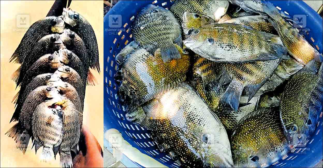 തെങ്ങോലയുടെ ഈർക്കിലിയിൽ കരിമീൻ പിടിച്ച് കോർത്തിട്ടുണ്ടോ? ഓർമകളിലേക്ക് ...