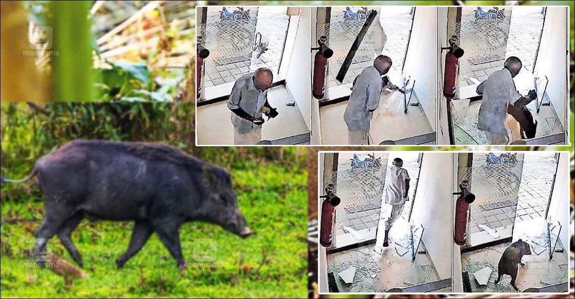 wild-boar-atm-atttack wild-boar-atm-atttack