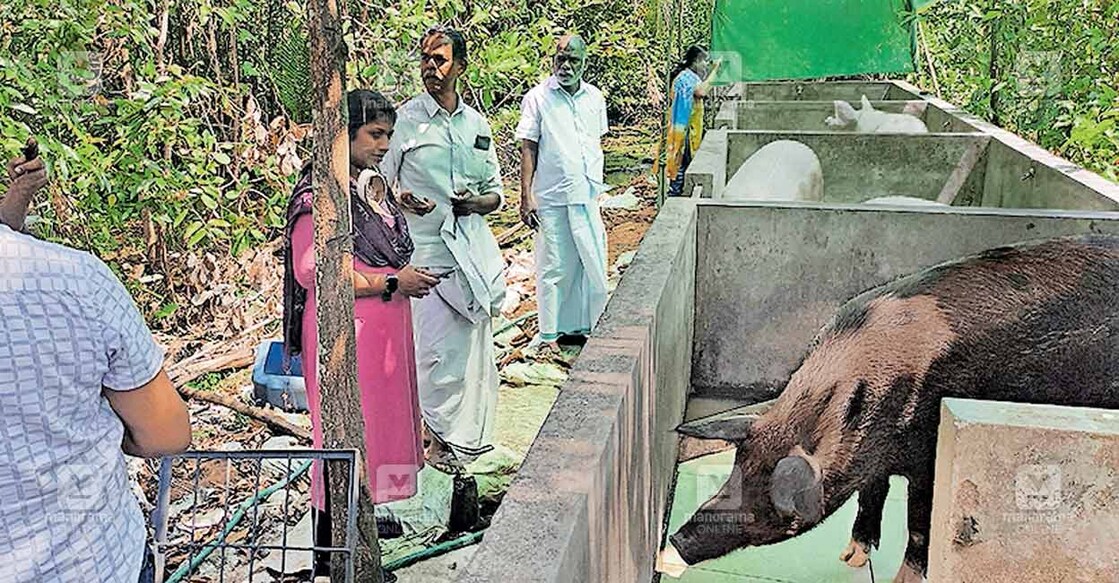 വെച്ചൂർ പഞ്ചായത്ത് 12-ാം വാർഡിലെ പന്നി ഫാമിൽ പഞ്ചായത്ത് പ്രസിഡന്റ് കെ.ആർ. ഷൈല 
കുമാറിന്റെ നേതൃത്വത്തിൽ വിവിധ വകുപ്പുതല ഉദ്യോഗസ്ഥർ പരിശോധന നടത്തുന്നു.