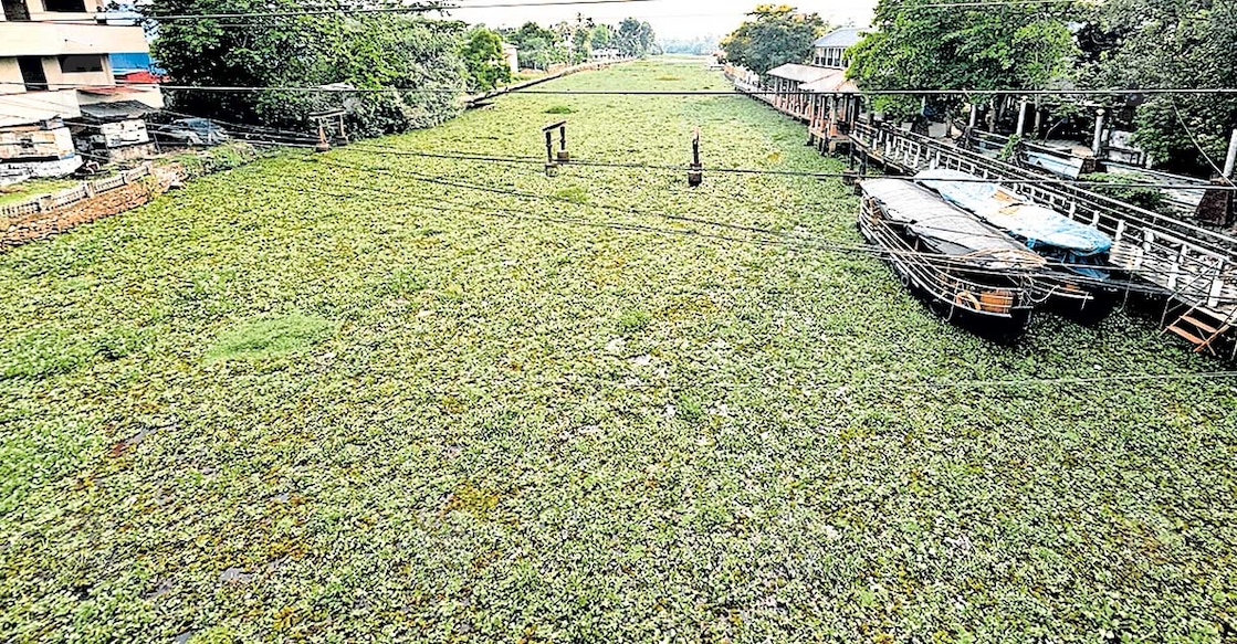 kottayam-boat-jetty കോട്ടയം – ആലപ്പുഴ ജലപാതയിൽ കോടിമത ബോട്ട് ജെട്ടിയുടെ സമീപത്തുനിന്നു കണ്ണെത്താ ദൂരത്ത് നിറഞ്ഞു കിടക്കുന്ന പോള.