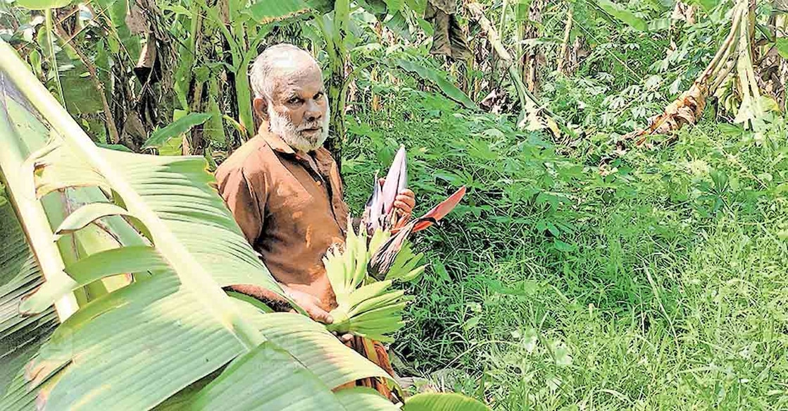 മറവൻതുരുത്ത് പഞ്ചായത്തിൽ കഴിഞ്ഞ ദിവസമുണ്ടായ കാറ്റിൽ തന്റെ കൃഷിയിടത്തിൽ കുലച്ചുതുടങ്ങിയപ്പോഴേ ഒടിഞ്ഞുവീണ വാഴക്കുലയുമായി ഇടവട്ടം ജയ് വിഹാറിൽ ഡി.മോഹനൻ.  