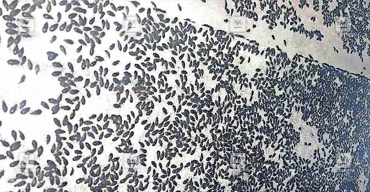 Parumanatta Insect ‘രാത്രിയായാൽ കൂട്ടത്തോടെ പറന്നെത്തും; ഭക്ഷണം കഴിക്കാനിരുന്നാൽ മുകളി ...