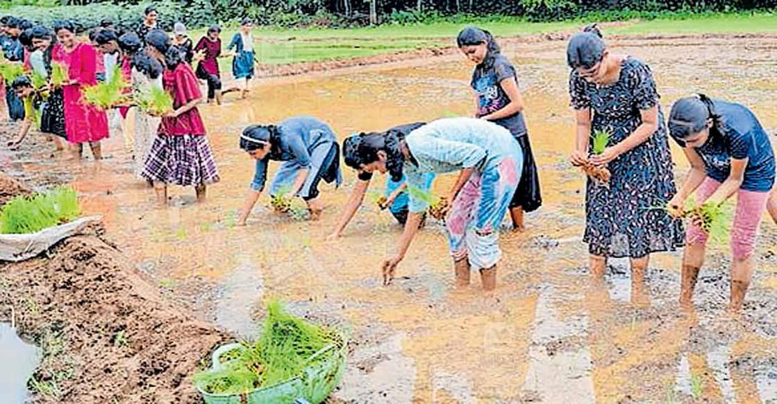 രാമപുരം സെന്റ് അഗസ്റ്റിൻസ് ഹയർ സെക്കൻഡറി സ്‌കൂളിലെ എൻഎസ്എസ് വിദ്യാർഥികൾ കൊണ്ടാട് ചൂരവേലി പാടശേഖരത്ത് ഞാർ നടന്നു.  