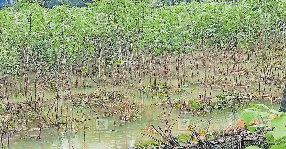 

കനത്ത മഴയിൽ വെള്ളം കയറിയ മരച്ചീനിക്കൃഷി