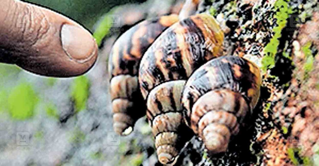 snail
