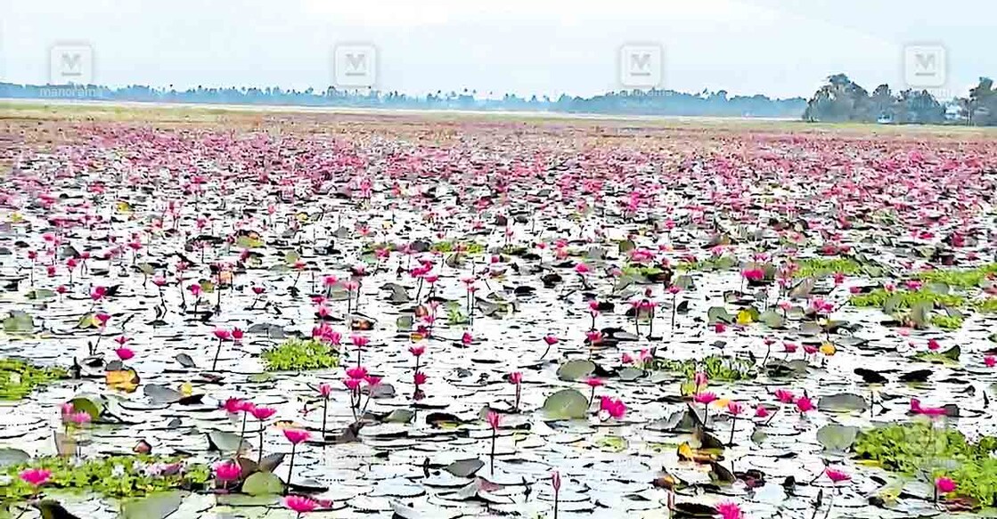 പറാൽ – കുമരങ്കരി റോഡ‍ിൽ പാടശേഖരങ്ങളിലെ ആമ്പൽ വസന്തം.  
