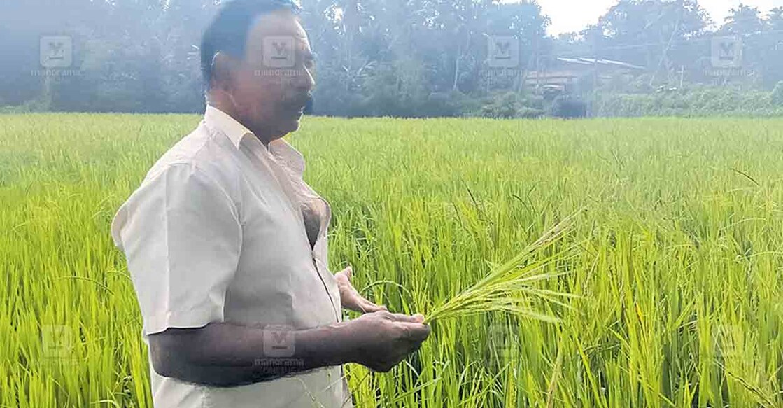 കൊണ്ടാട് പാടശേഖരത്തിൽ ചെയ്ത നെൽക്കൃഷി വരിനെല്ലായത് കൊണ്ടാട് പൂതംപാറമറ്റത്തിൽ തമ്പി നോക്കിക്കാണുന്നു.