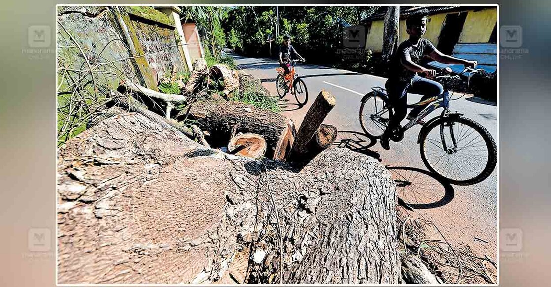 പള്ളം ബുക്കാന ഗേൾസ് സ്കൂളിനു മുൻവശത്ത് കാറ്റിൽ വീണ മരം മുറിച്ച് റോഡരികിൽ ഇട്ടിരിക്കുന്നു. 
കൃത്യമായ നടപ്പാത ഇല്ലാത്ത ഇവിടെ കുട്ടികൾ ഉൾപ്പെടെയുള്ളവർ അപകട ഭീതിയോടെയാണ് യാത്ര 
ചെയ്യുന്നത്. ചിത്രം : മനോരമ