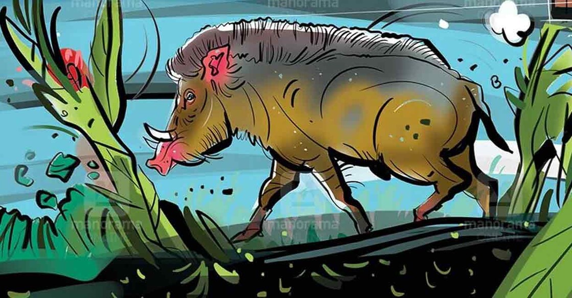 wild-boar