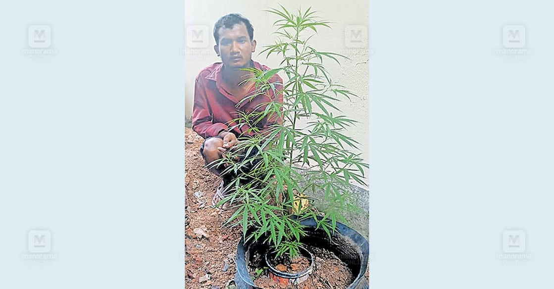 അറസ്റ്റിലായ ബിപുൽ കഞ്ചാവുചെടിക്കൊപ്പം.   