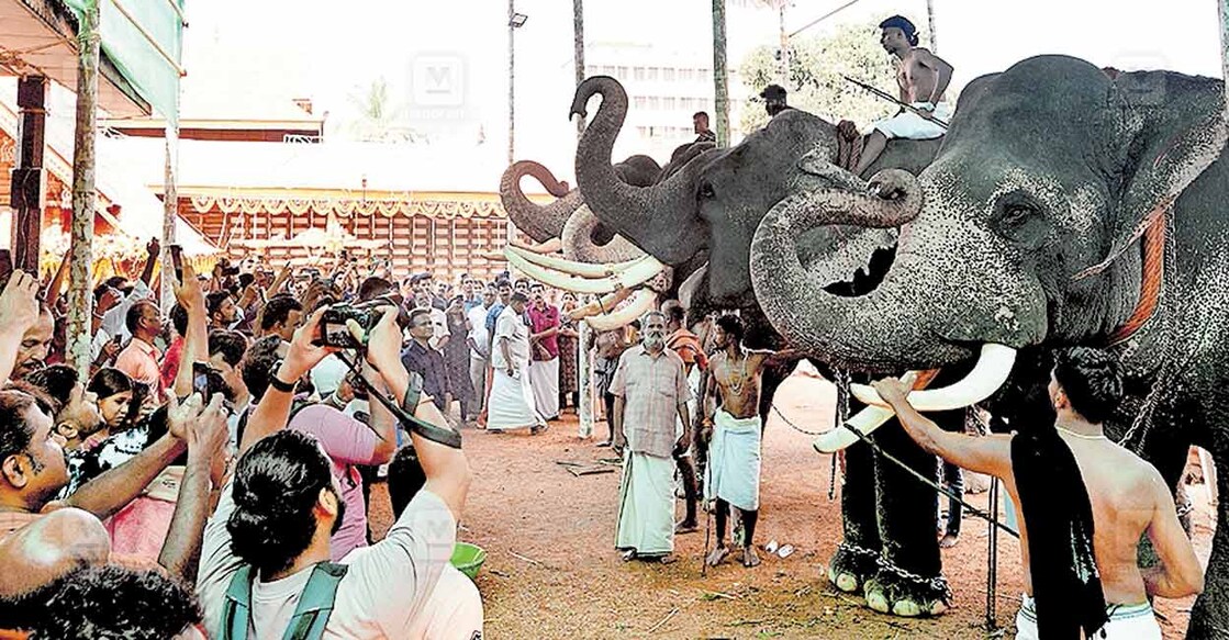 തിരുനക്കര മഹാദേവക്ഷേത്രത്തിലെ ഉത്സവത്തോടനുബന്ധിച്ച് നടന്ന ആനയൂട്ടിൽ നിന്ന്. ചിത്രം: മനോരമ  