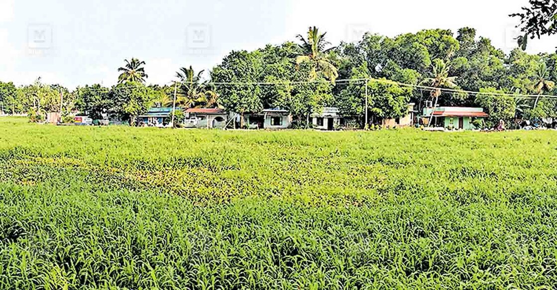 എസി കനാലിൽ തിങ്ങി നിറഞ്ഞ പോളയും പുല്ലും.  