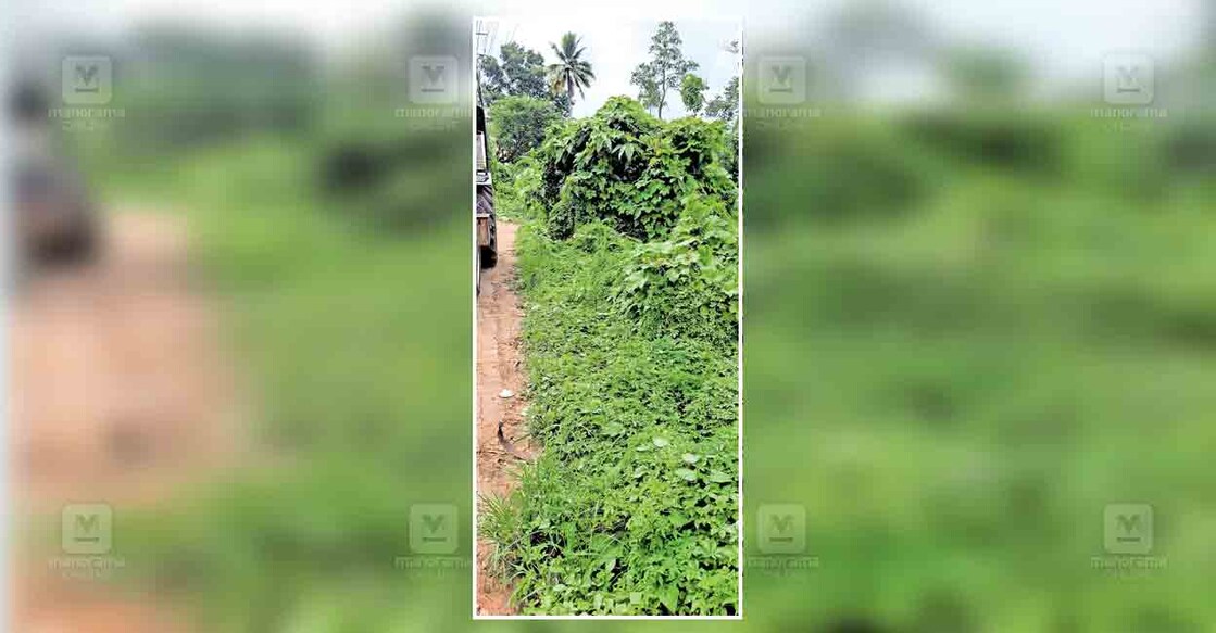 kottayam-drainage-overgrown-vegetation കറുകച്ചാൽ പഞ്ചായത്ത് ഓഫിസിന്റെ സമീപത്തെ വാഴൂർ – ചങ്ങനാശേരി റോഡിന്റെ ഓട കാടുകയറിയ നിലയിൽ.