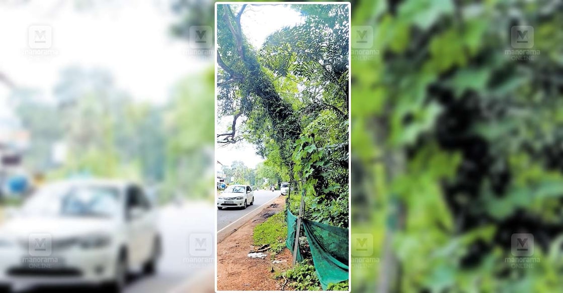 vazhur-road വാഴൂർ – ചങ്ങനാശേരി റോഡിലേക്ക് ചെരിഞ്ഞുനിൽക്കുന്ന മരം.