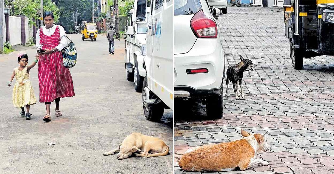 1-ചങ്ങനാശേരി മുനിസിപ്പൽ സ്റ്റേഡിയത്തിനു സമീപം റോഡിൽ 
കിടക്കുന്ന തെരുവുനായയെക്കണ്ട് മാറി നടക്കുന്നവർ. 2-ഹിദായത്ത് നഗറിലെ തെരുവുനായ്ക്കൾ. 