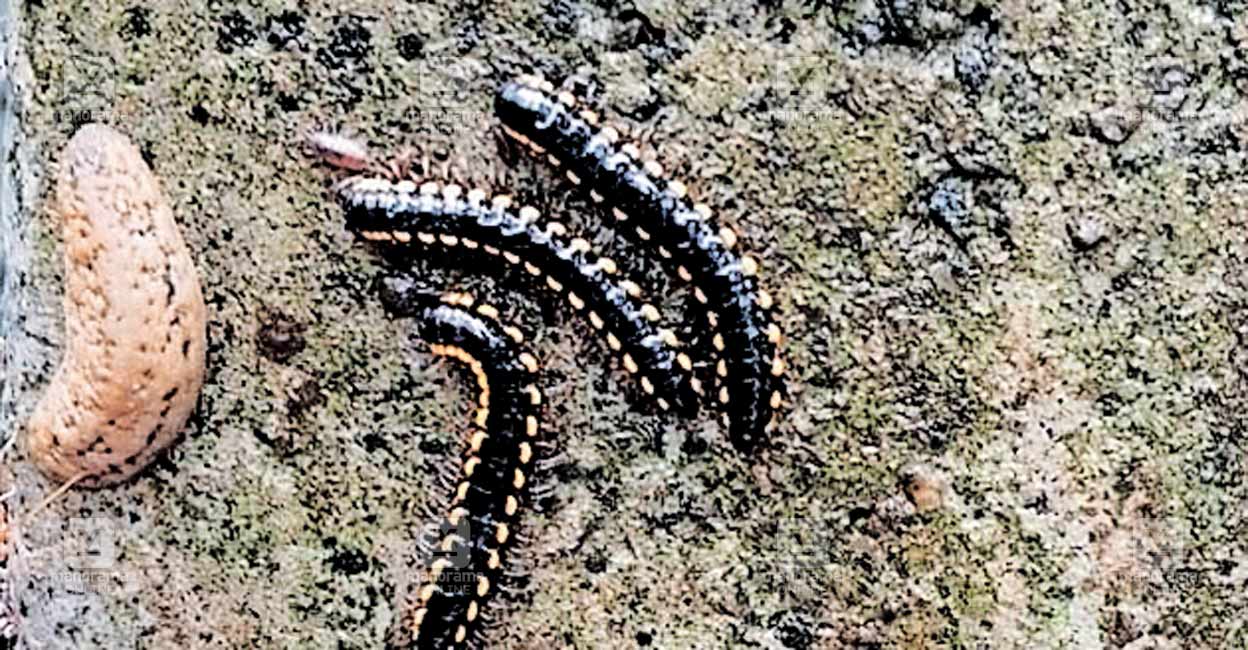 Dams Insects വെള്ളത്തിന് പിന്നാലെ നാടിന്റെ സ്വൈര ജീവിതം തകർക്കാൻ അട്ടയും ഒച്ചും ...
