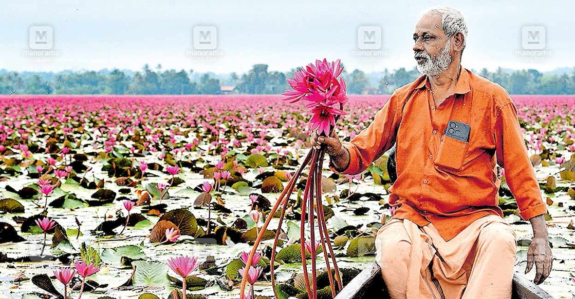 kottayam-malarikkal എന്തൊരു ചേലാണ്...കോട്ടയം മലരിക്കൽ തിരുവായ്ക്കരി പാടശേഖരത്തെ ആമ്പൽക്കാഴ്ച. ചിത്രം: മനോരമ