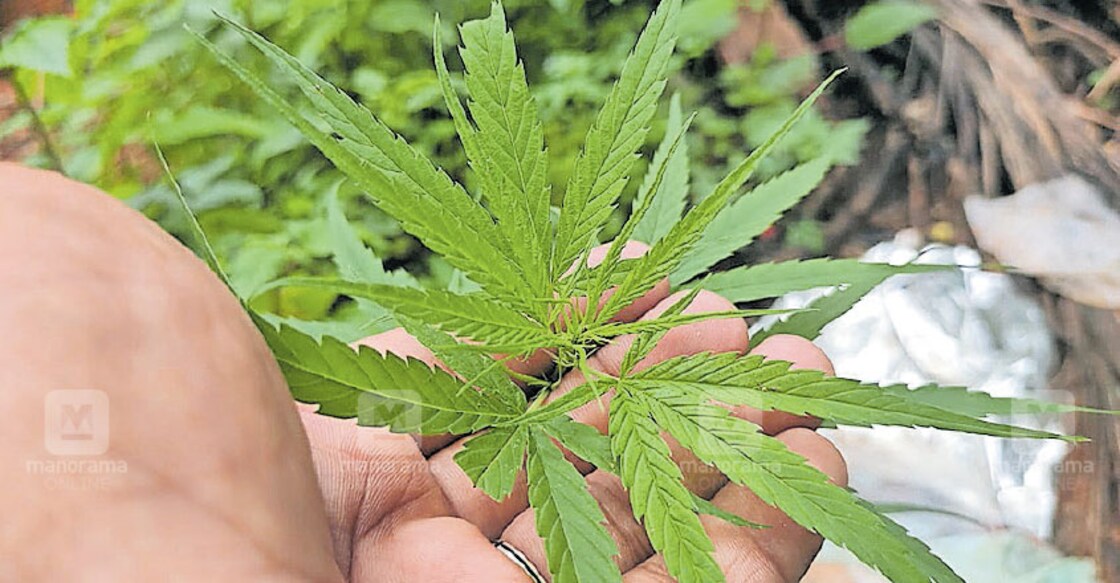 kozhikode-mukkom-cannabis-plants