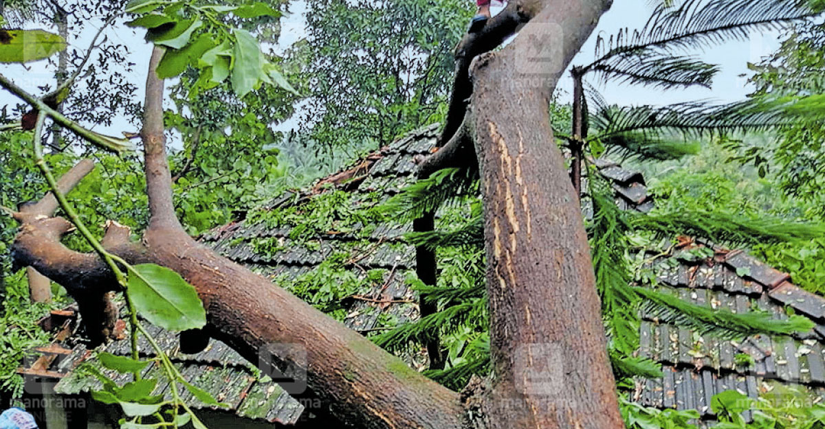 കാറ്റിൽ വ്യാപക നാശനഷ്ടം; വീടുകളും വൈദ്യുത ലൈനുകളും തകർന്നു- ചിത്രങ്ങൾ