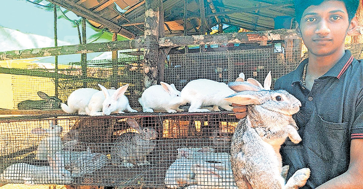 Hum Mane Rabbitry Farm മുയൽ വളർത്തലിൽ നേട്ടമുണ്ടാക്കി പ്ലസ് വൺ വിദ്യാർഥി