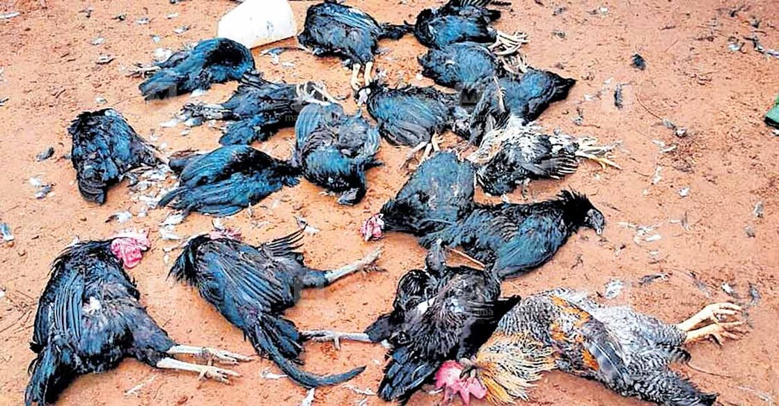 വരിക്കോളിയിലെ നാസറിന്റെ വീട്ടിലെ കോഴിക്കൂട് തകർത്ത തെരുവുനായ്ക്കൾ കോഴികളെ കൊന്നൊടുക്കിയ നിലയിൽ. വരിക്കോളിയിലെ നാസറിന്റെ വീട്ടിലെ കോഴിക്കൂട് തകർത്ത തെരുവുനായ്ക്കൾ കോഴികളെ കൊന്നൊടുക്കിയ നിലയിൽ.