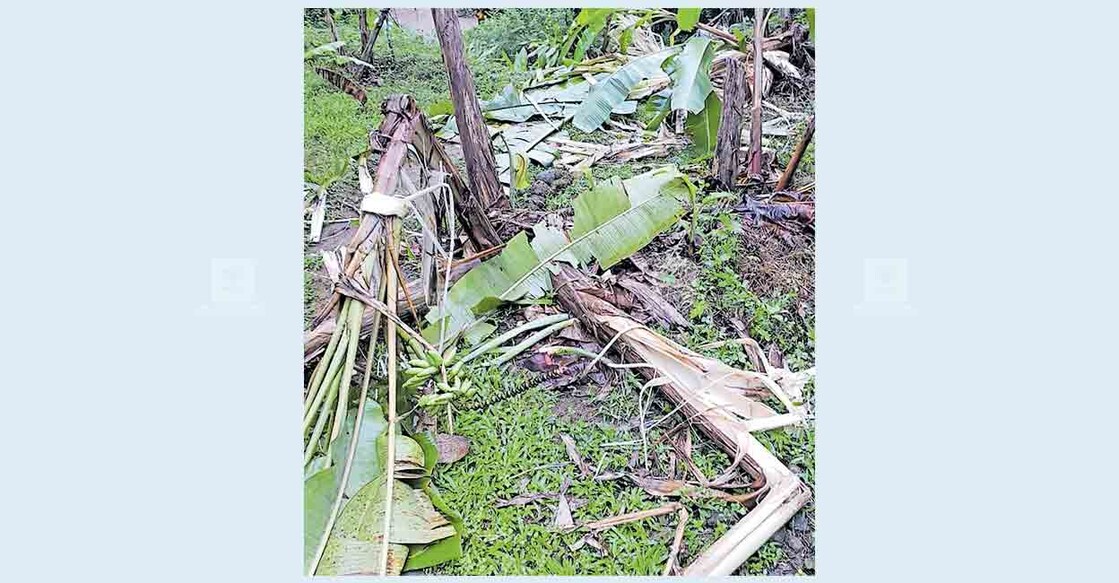 kozhikode-baburaj-farming