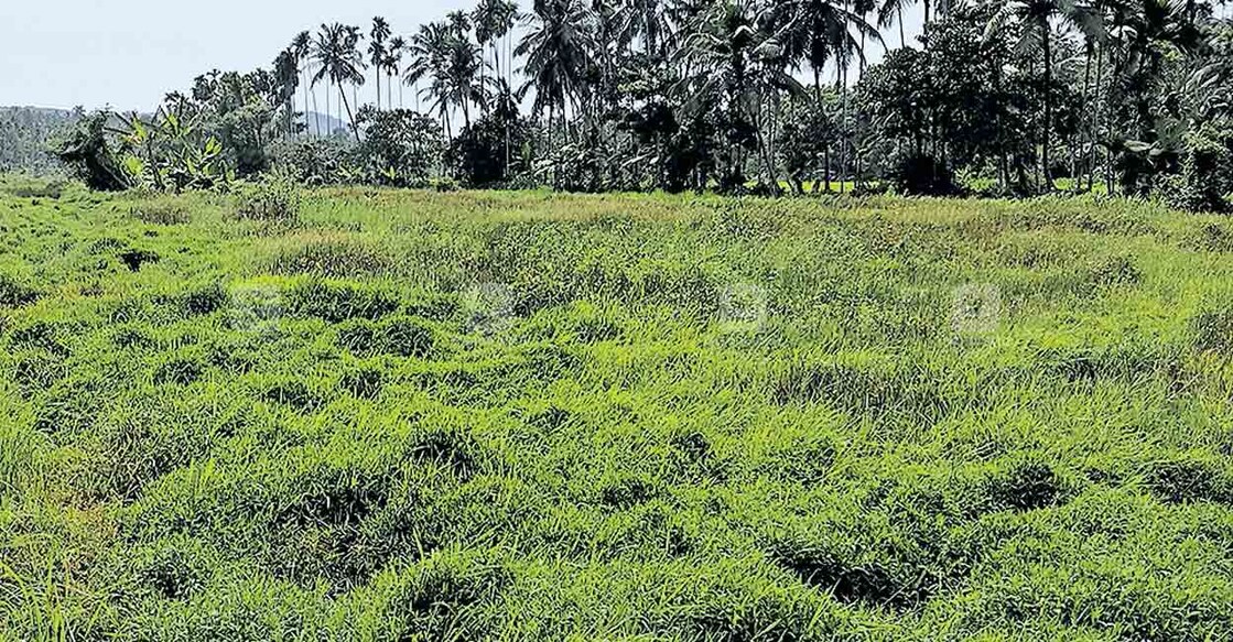 kozhikode-In-the-south-of-Kotur--the-lower-fields-are-forested കോട്ടൂർ തെക്കിനിയേടത്ത് താഴെ വയൽ കാടുകയറിയ നിലയിൽ