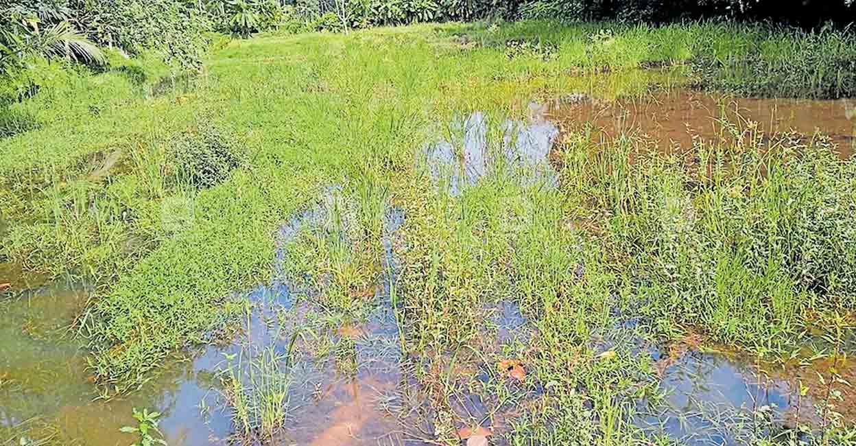 വെള്ളക്കെട്ട് : കൃഷിയിറക്കാൻ‍ കഴിയാതെ കർഷകർ