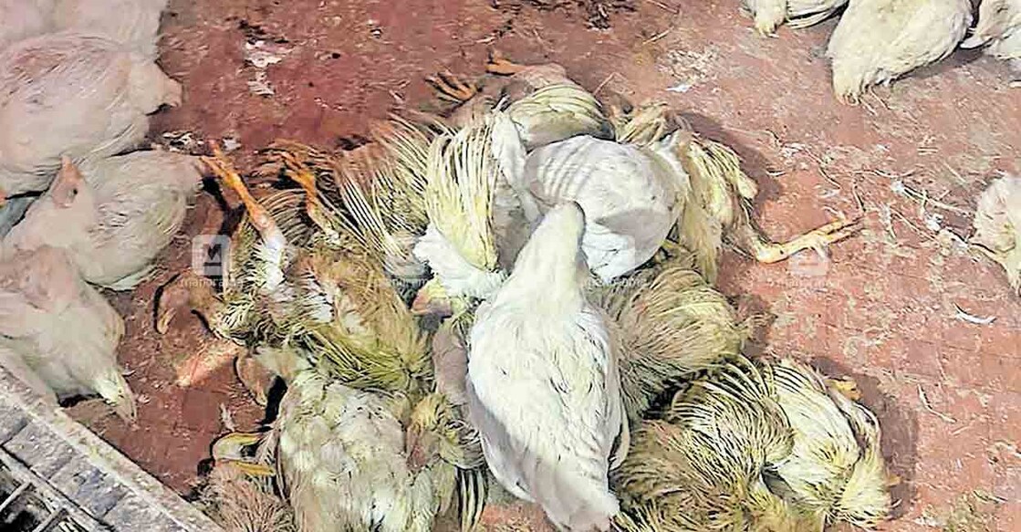 കോഴിക്കോട് തളി മഹാഗണപതി ബാലസുബ്രഹ്മണ്യ ക്ഷേത്രത്തിലെ വിനായകചതുർഥി തെപ്പരഥോത്സവത്തോടനുബന്ധിച്ചു തളിയും പരിസരവും ദീപാലംകൃതമായപ്പോൾ.      ചിത്രം: മനോരമ