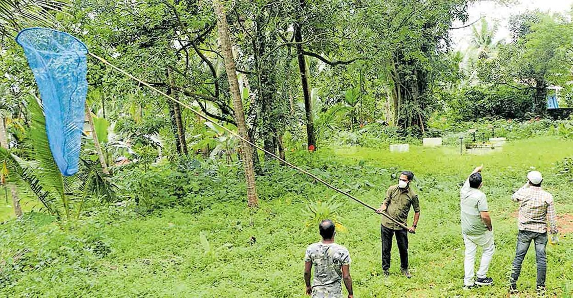 കേന്ദ്ര സംഘവും അനിമൽ ഡിസീസ് കൺട്രോൾ വിഭാഗവും ചേർന്നു കുറ്റ്യാടി 
ദേവർകോവിലിൽ വവ്വാലുകളെ പിടിക്കാൻ വല വിരിക്കുന്നു.  