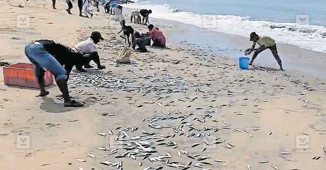 sardines-konad-beach-1 കടൽവെള്ള വ്യതിയാനത്തെ തുടർന്നു കോഴിക്കോട് കോന്നാട് കടപ്പുറത്ത് അടിഞ്ഞ മത്തികളെ ശേഖരിക്കുന്നവർ.