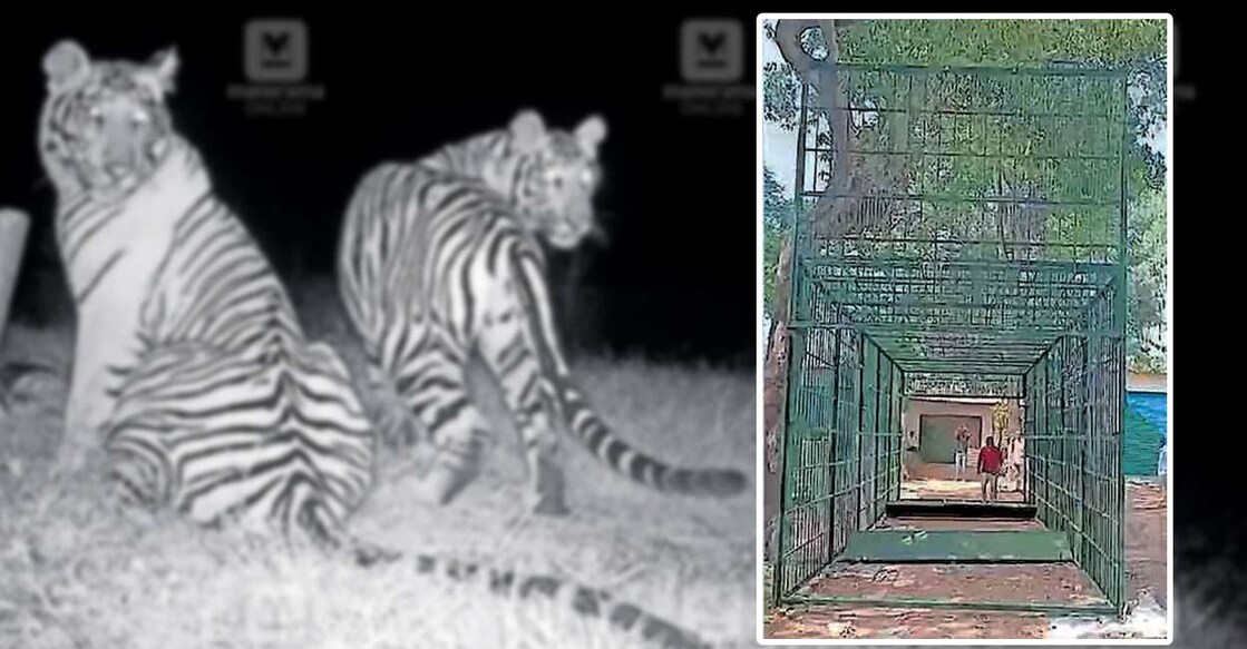 tiger-family-capture-operation