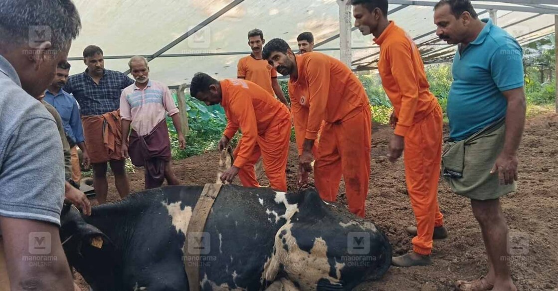 perambra-firefighters-rescue-cow-from-tank perambra-firefighters-rescue-cow-from-tank